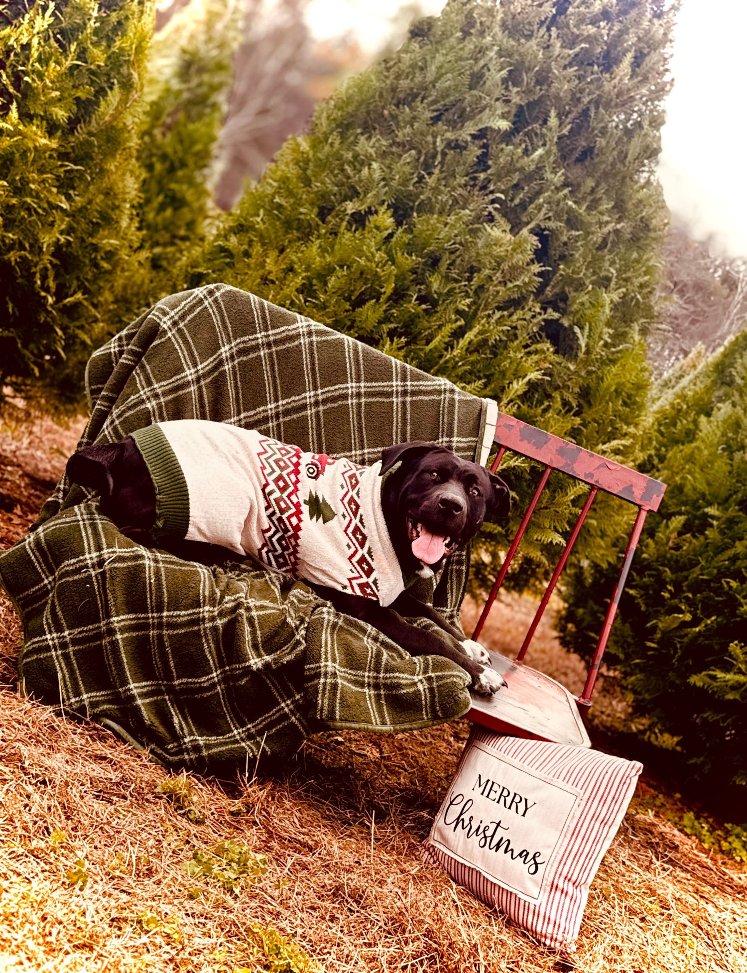 A family fur baby enjoying his photo taken to celebrate the holidays.