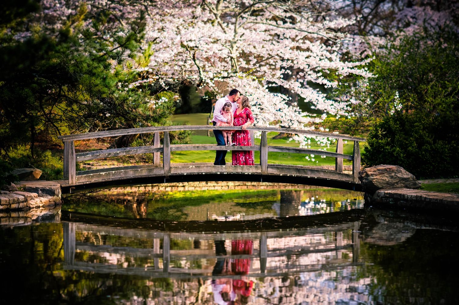 Cherry blossom reflections in a pond with a wooden bridge creating a romantic spring setting. Taken by Rhode Island Photographer