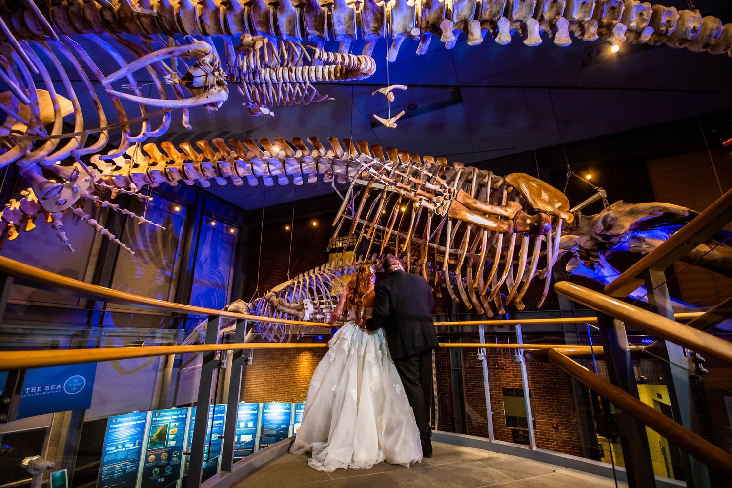 Dramatic museum wedding venue featuring massive dinosaur skeleton display lit in blue. Taken at the Whaling Museum New Bedford MA