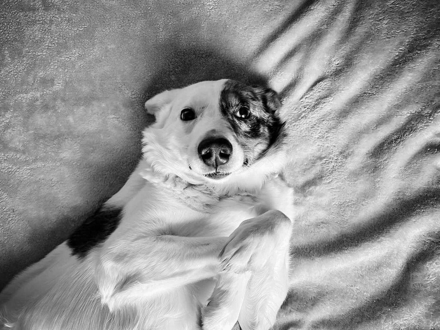 Black and white close-up of a white dog lying on soft fabric.