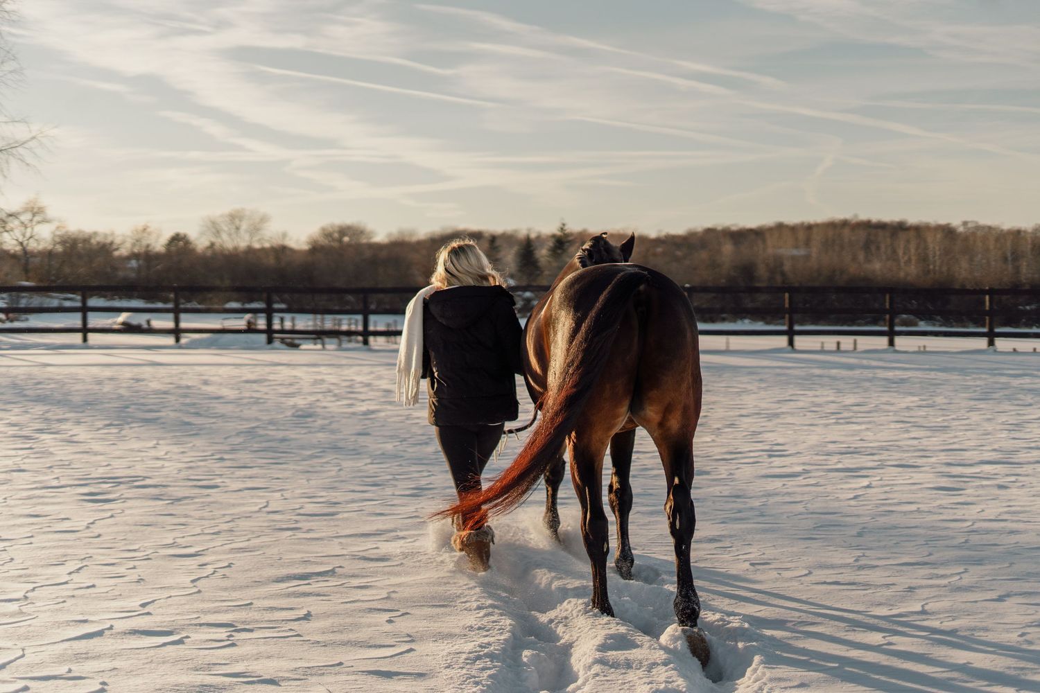 Woman leading a chestnut horse across a snowy paddock in golden winter sunlight.