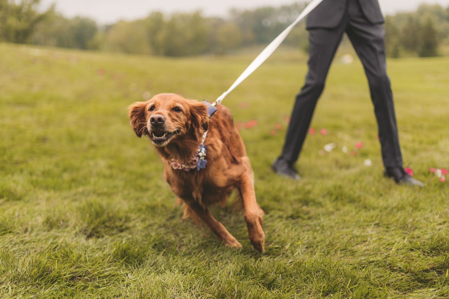 Golden retriever dog on leash running energetically across green grass at wedding.