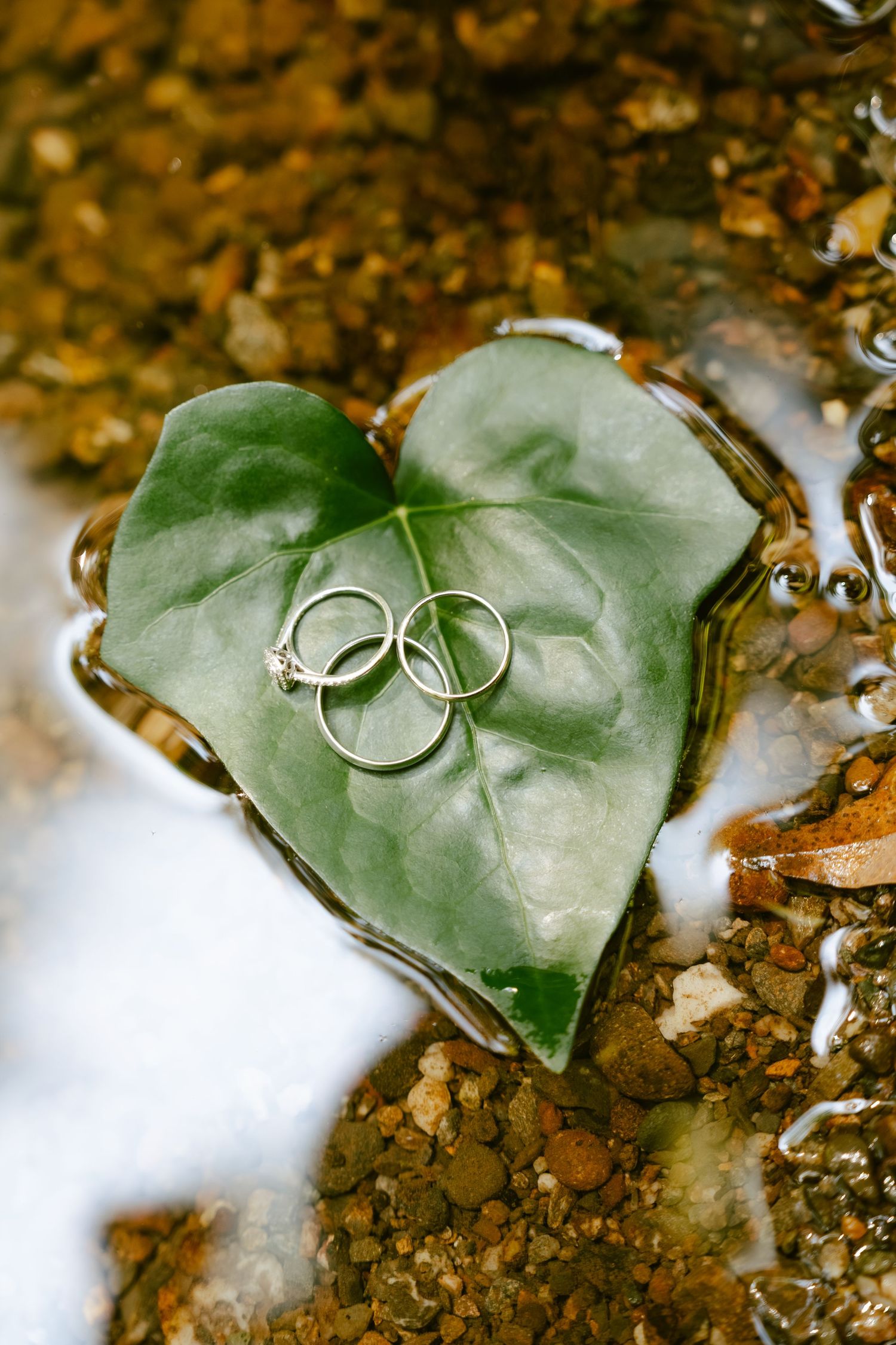 Two wedding rings resting on a heart-shaped green leaf floating in shallow water with pebbles.