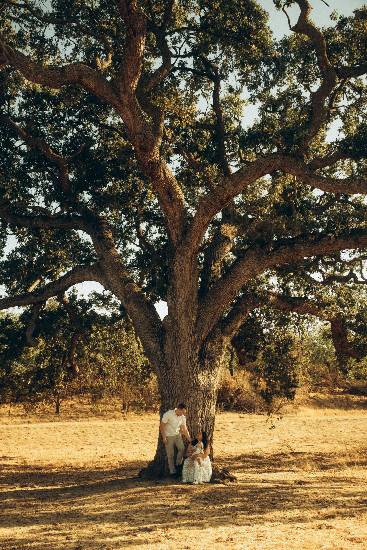 A majestic oak tree stands alone in a golden field during sunset.