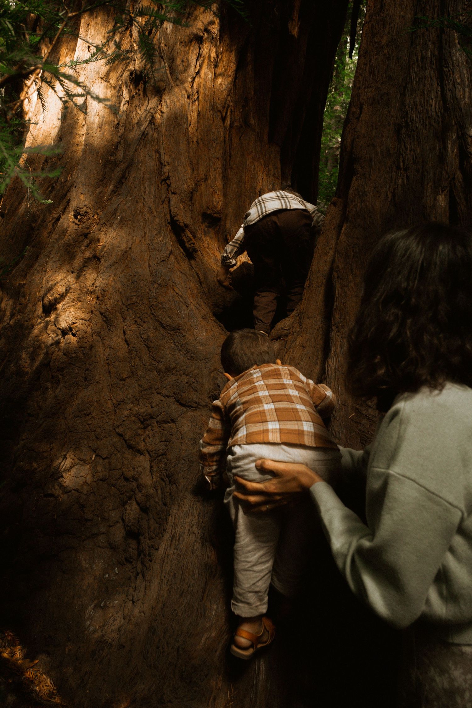 Two people explore the massive trunk of an ancient redwood tree.