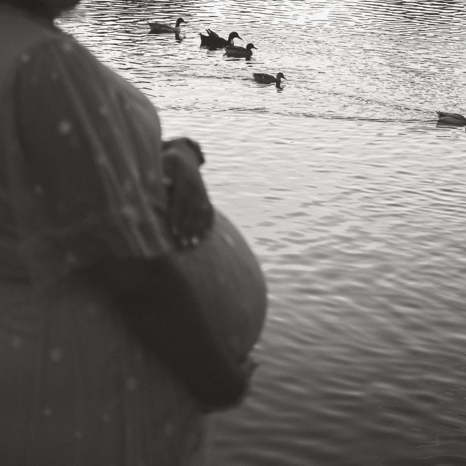 A silhouetted figure watches ducks swimming in calm water.