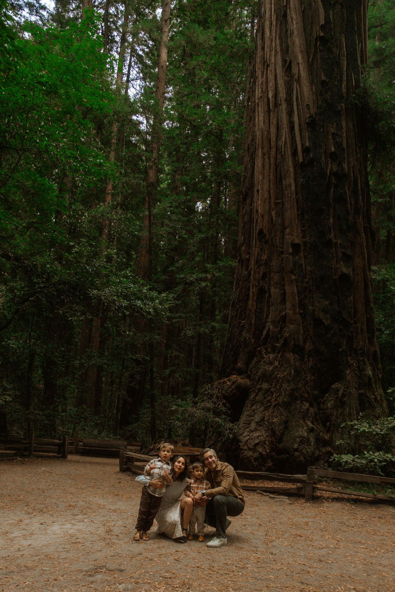 A couple sits together at the base of massive redwood trees in a serene forest setting.