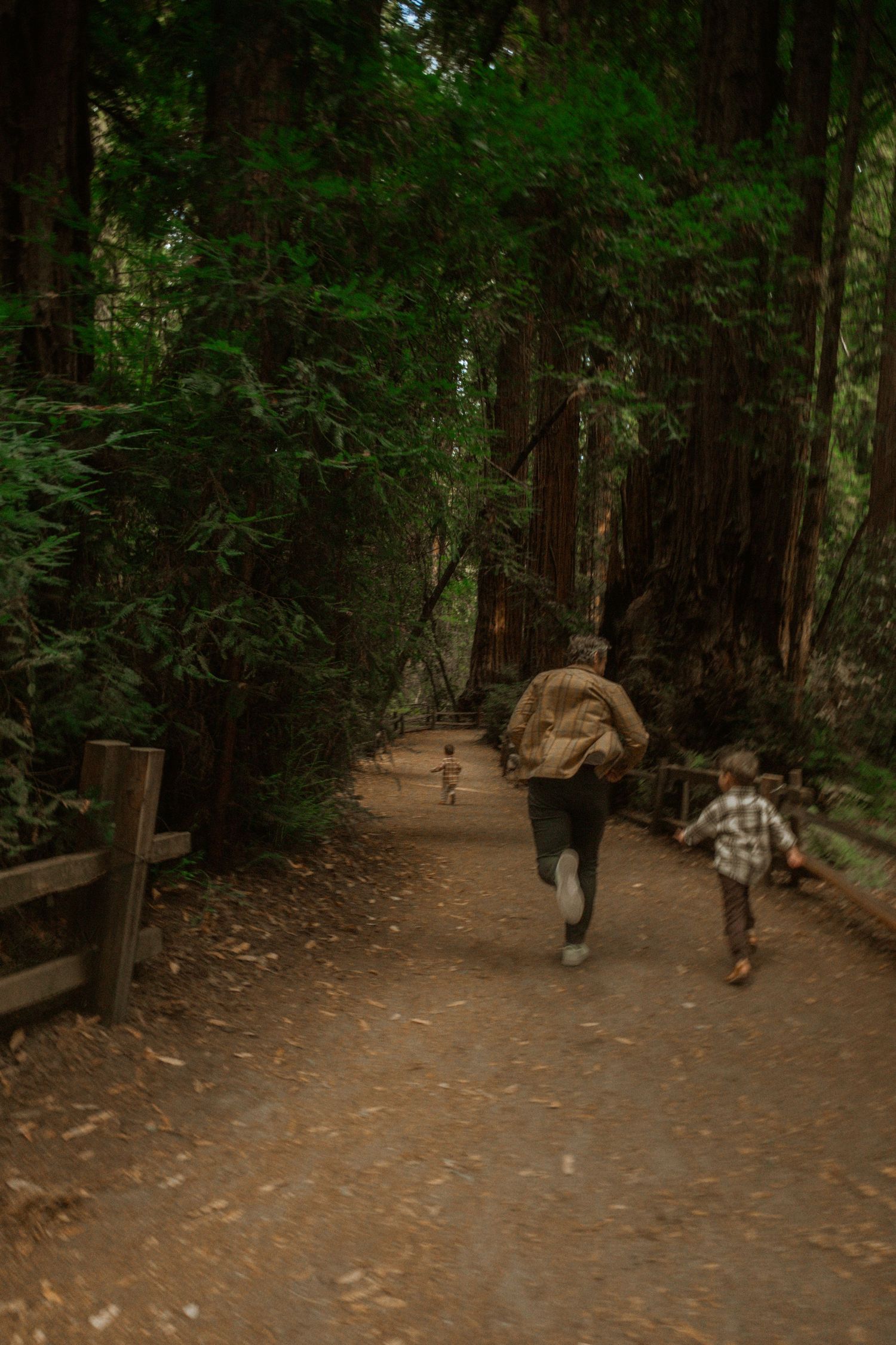 A dirt path winds through a majestic redwood forest with tall trees creating a natural tunnel.