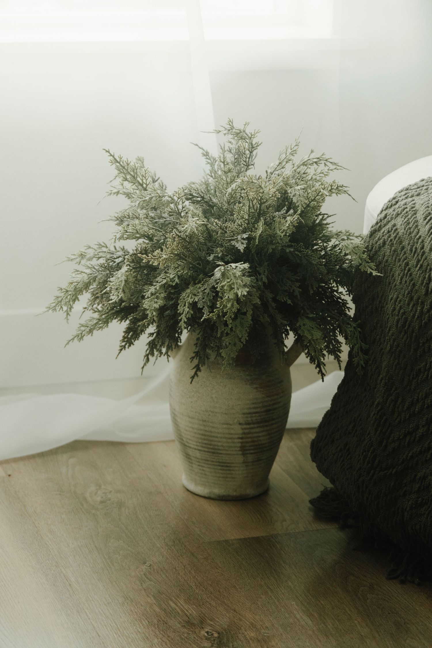 Potted ferns arranged on hardwood flooring against white walls.