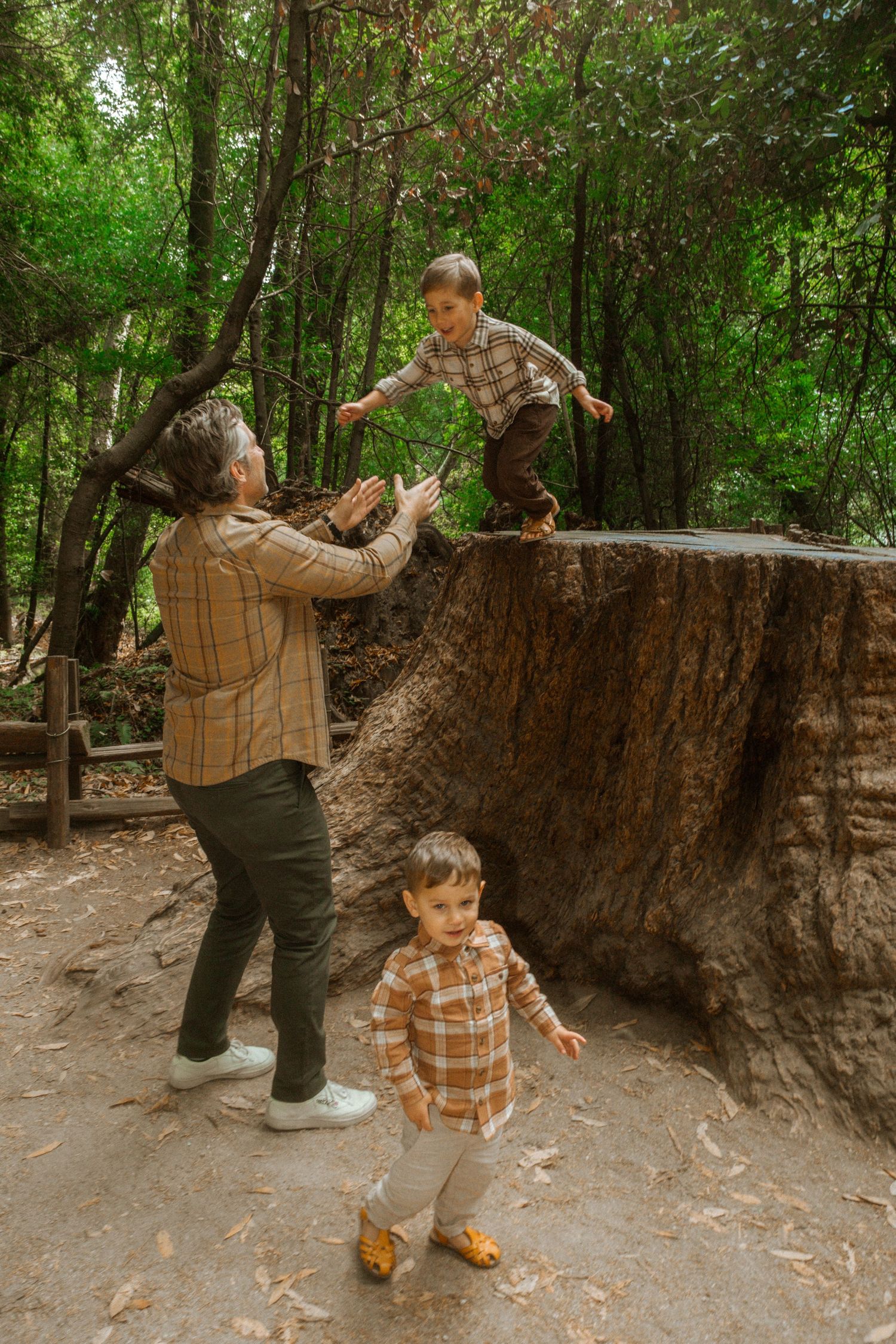 People explore and touch the massive roots of an ancient redwood tree.