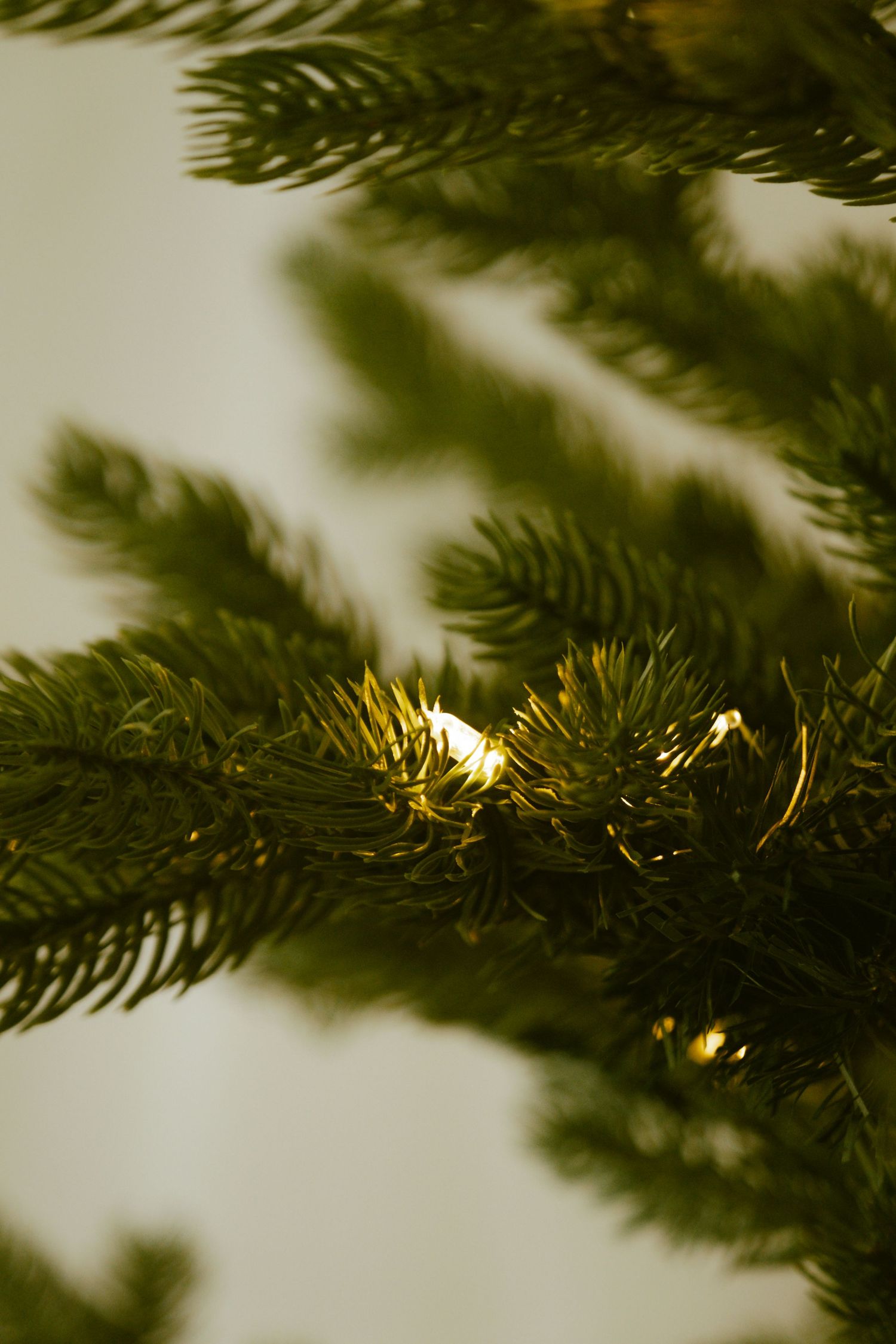 Macro shot of Christmas tree branches with twinkling lights creating a bokeh effect.