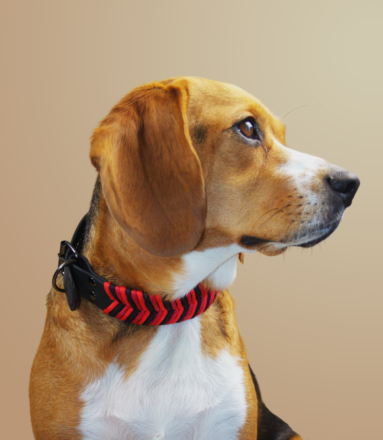 Photographie commerciale pour un collier pour chien de la marque Salem & Sabrina, photos animaux à Québec, Ville de Québec.