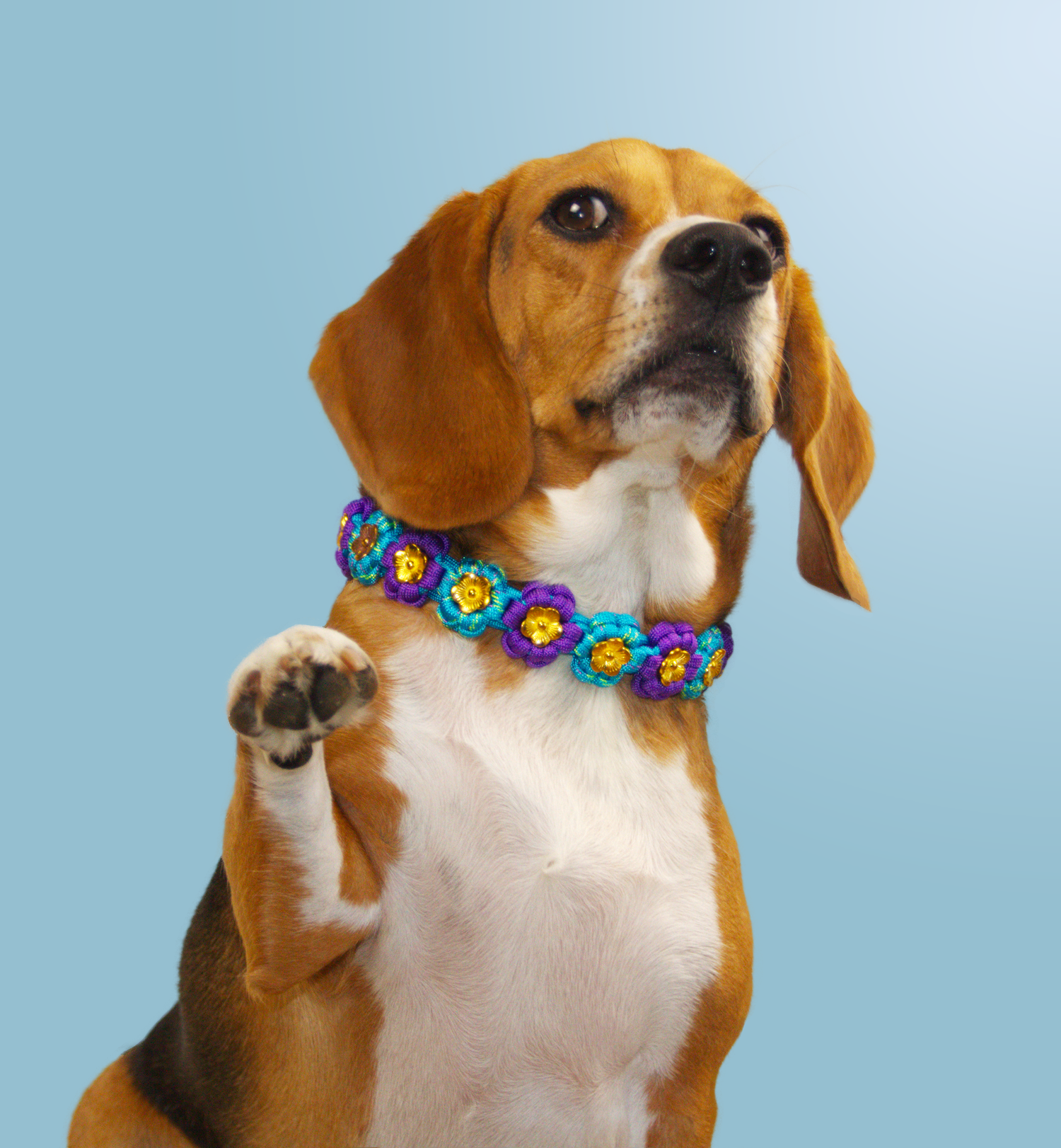 Photographie commerciale pour un collier pour chien de la marque Salem & Sabrina, photos animaux à Québec, Ville de Québec.