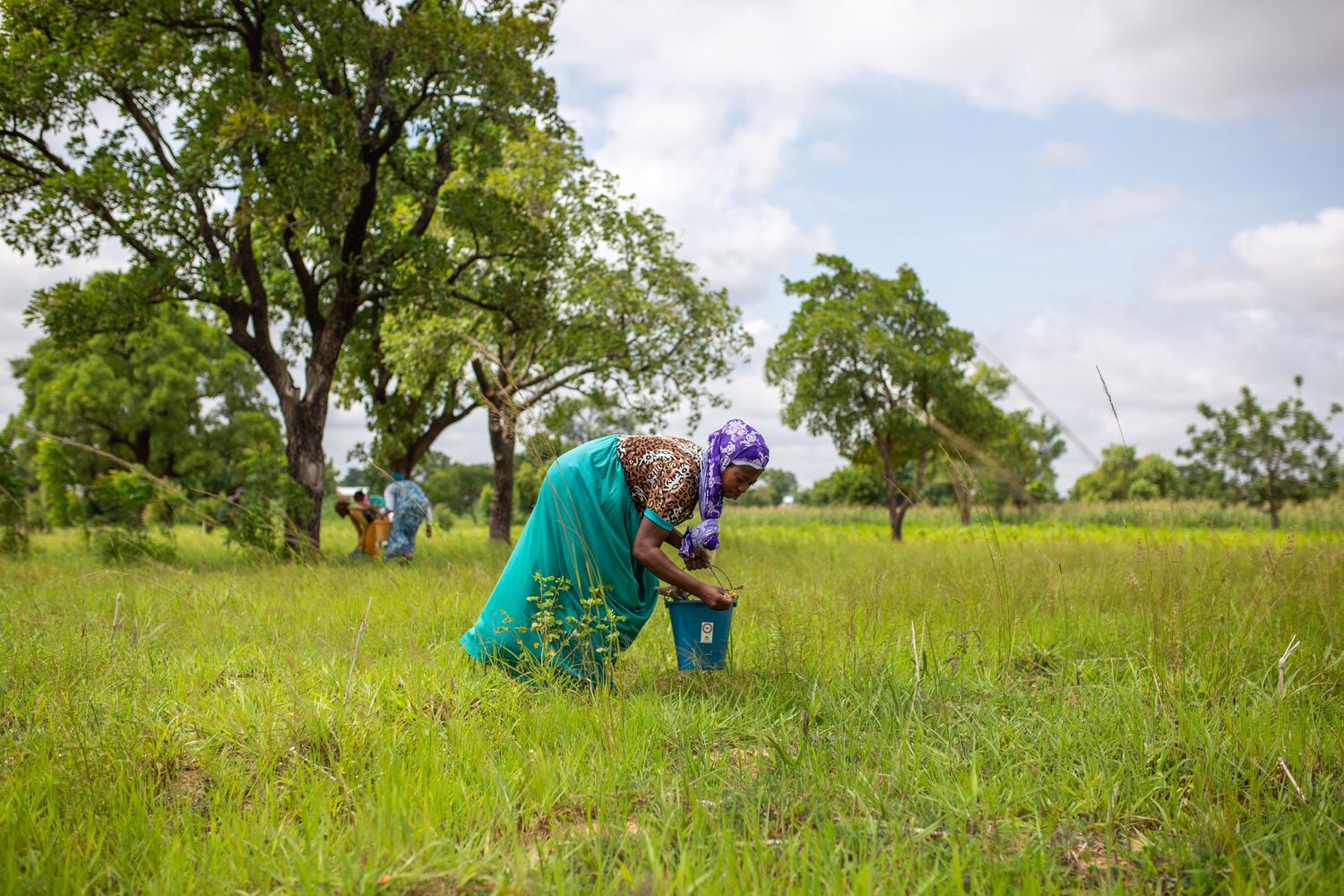 Documentary of shea butter