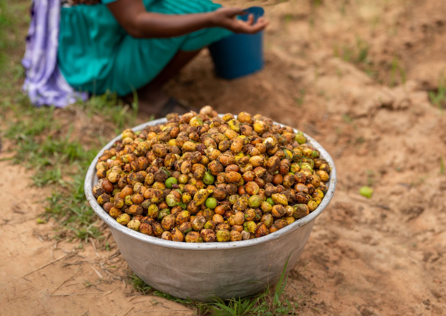 Documentary of shea butter