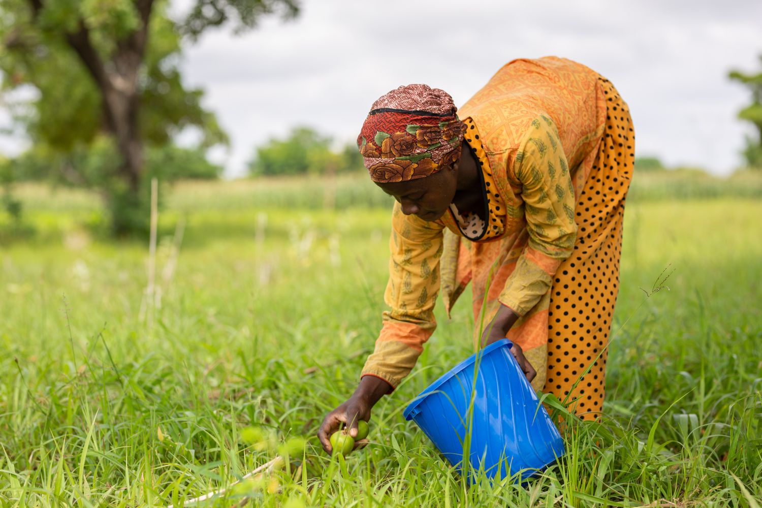 Documentary of shea butter