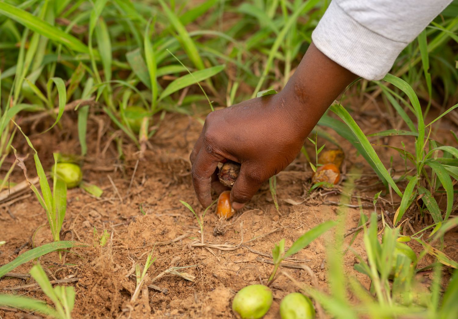Documentary of shea butter