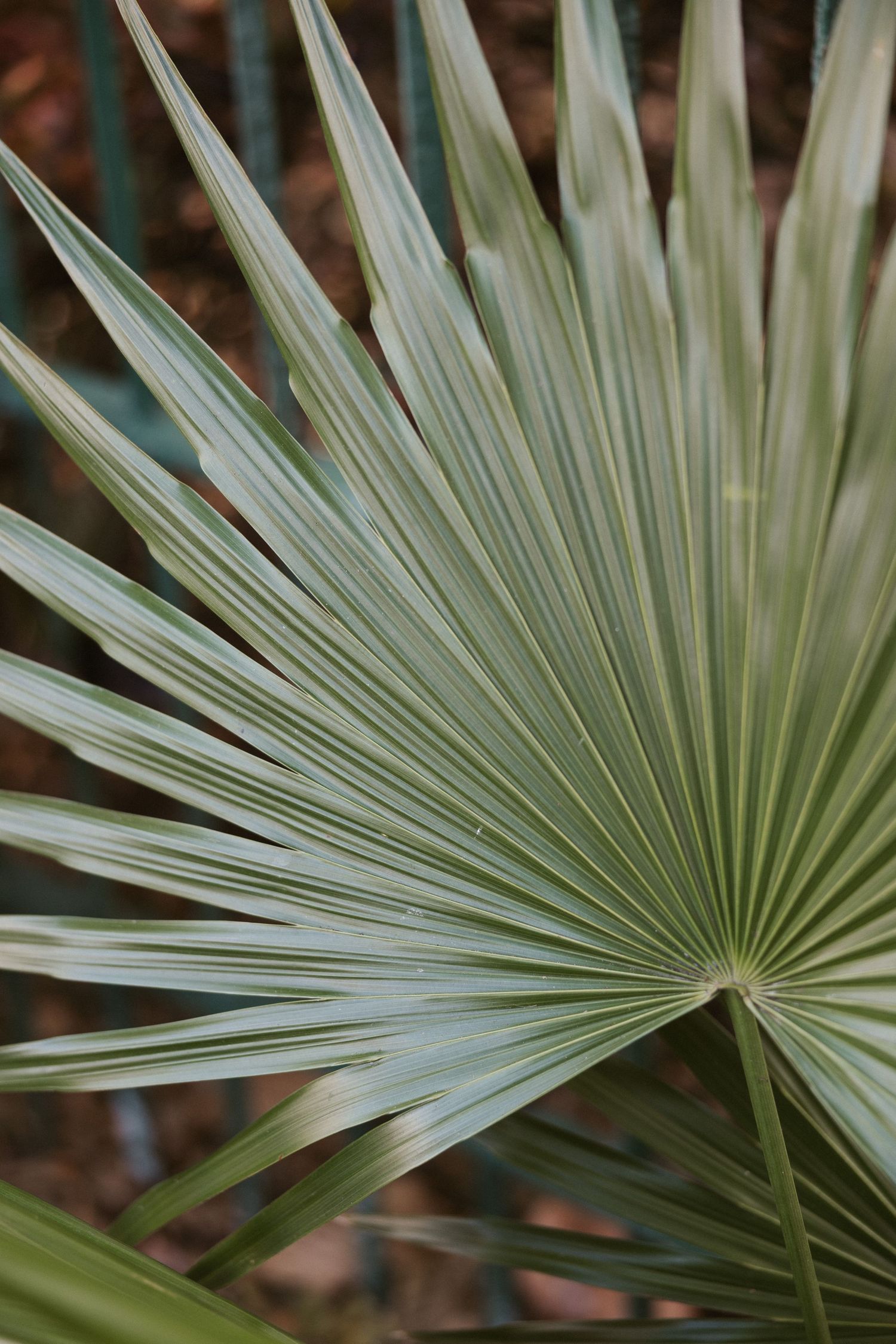 Close-up of a fan palm leaf with radiating green fronds creating a natural geometric pattern.