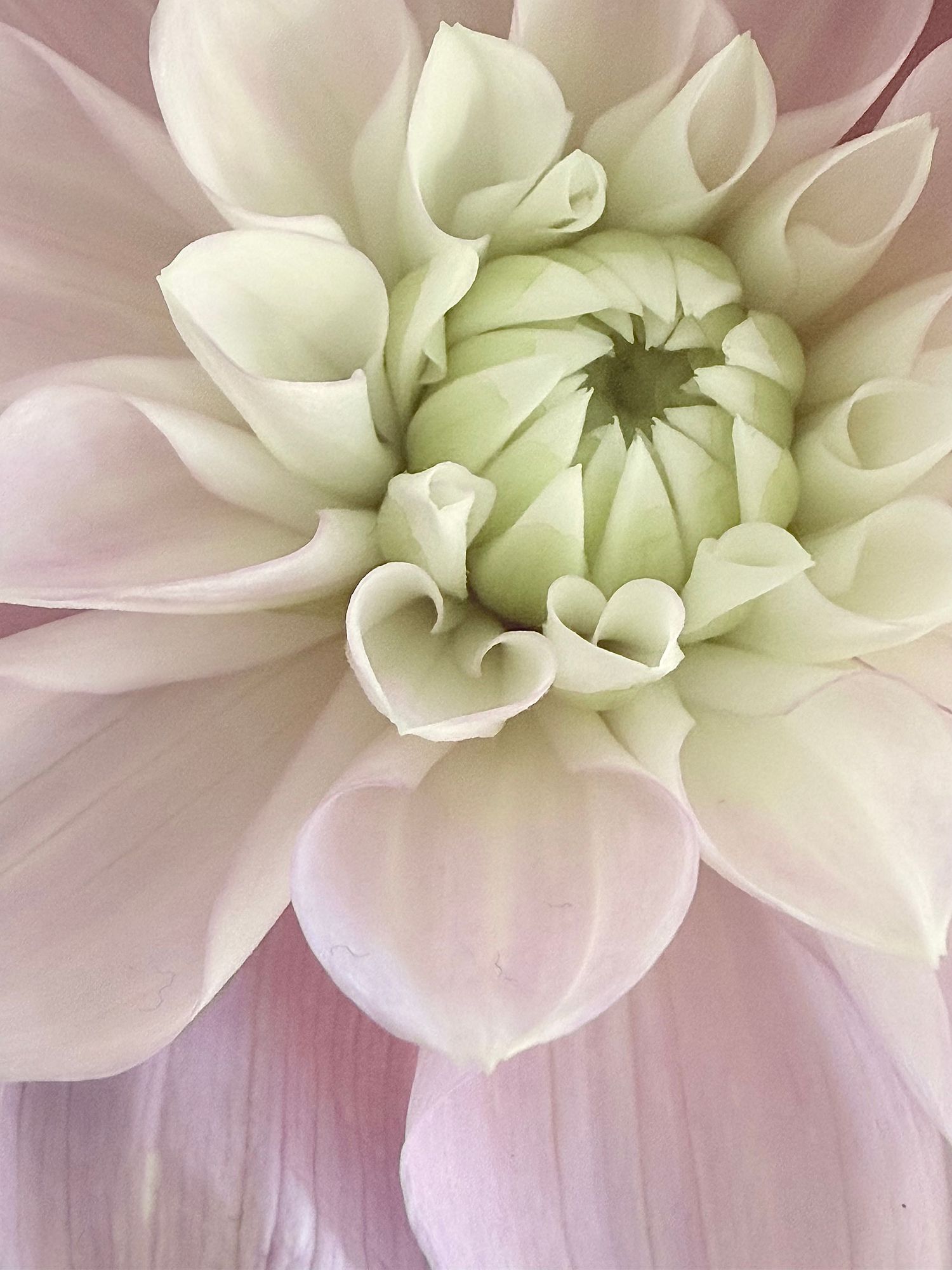 Close-up of a soft pink and white dahlia flower with delicate curling petals and a green center bud.