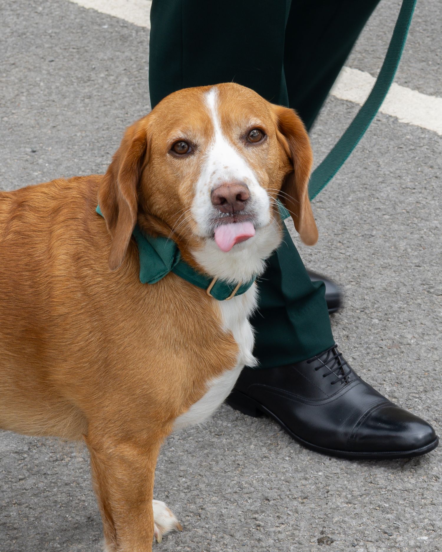 A friendly brown and white Beagle dog wearing a green bow tie sits on pavement next to a person in green pants and black dress shoes.