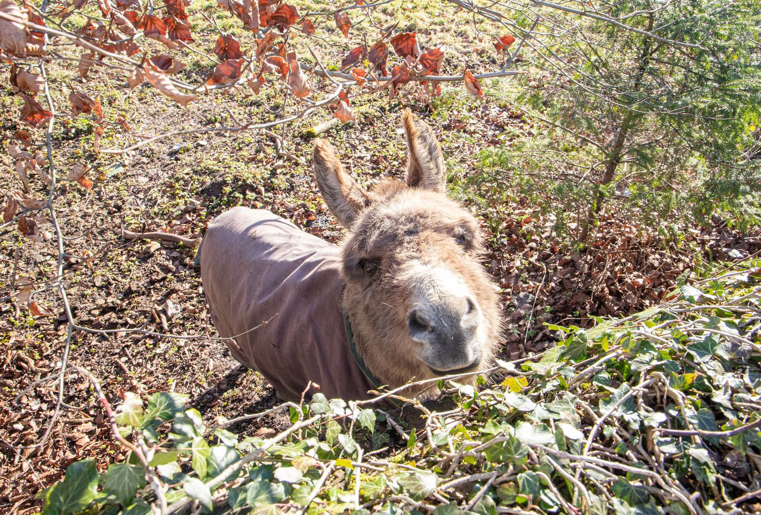 A curious donkey peeks through red berries and foliage on a sunny day.