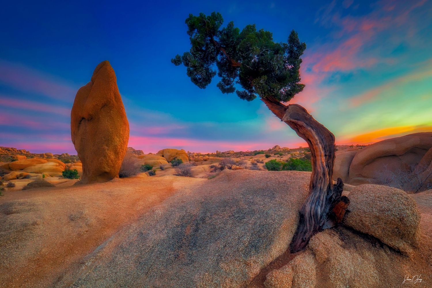 Joshua Tree National Park landscape photography by Ohio photographer Shane DeLong, featuring desert scenery created for travel and commercia