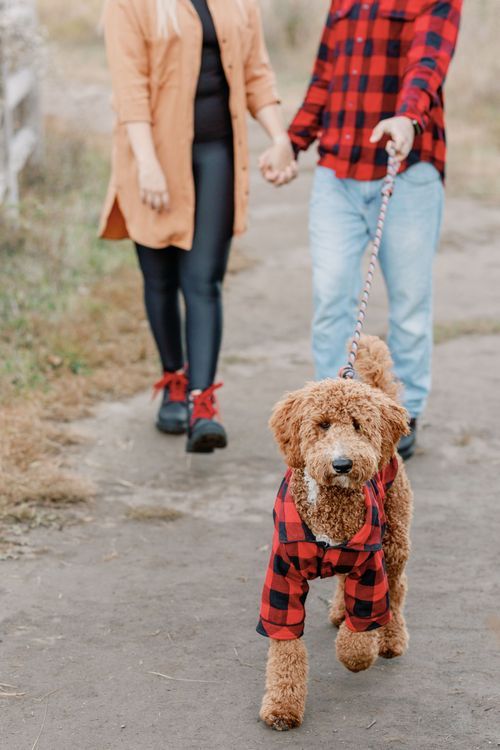 Couple walking with their goldendoodle dog wearing matching buffalo plaid outfits.