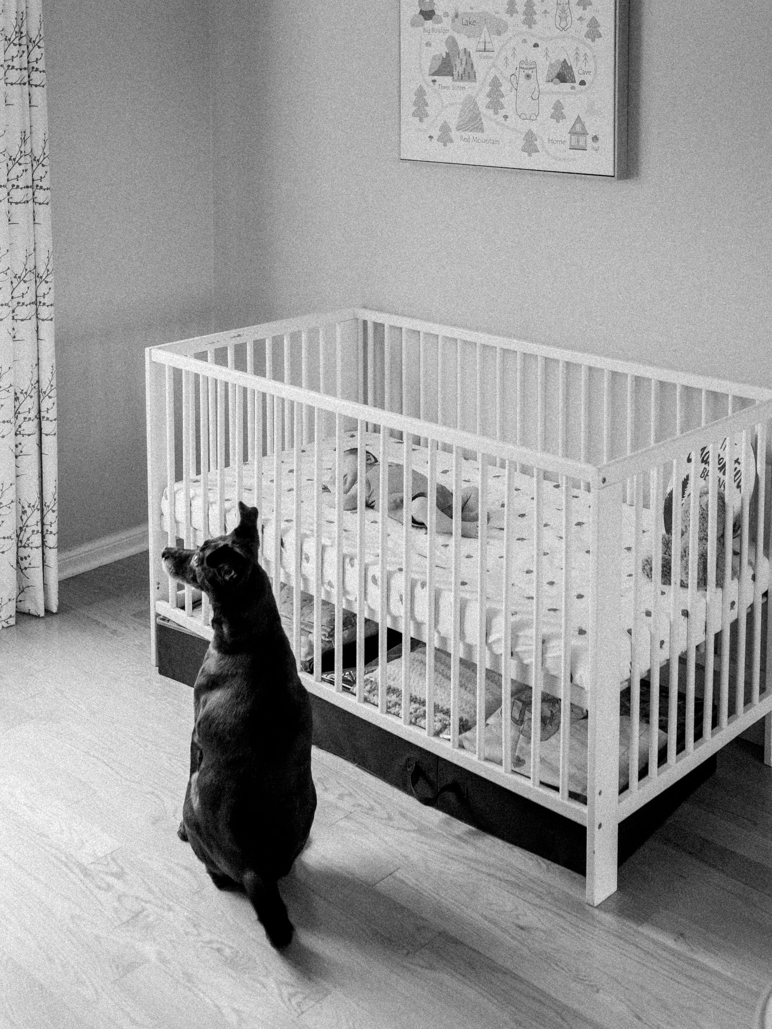 A dog sits next to a newborn in a crib watching the baby through the bars. Photo captured by Katie Crane Photography.