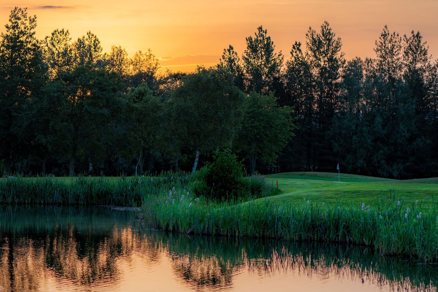 Serene golf course pond at sunset with lush green fairway, tall reeds, and trees reflecting warm orange sky.