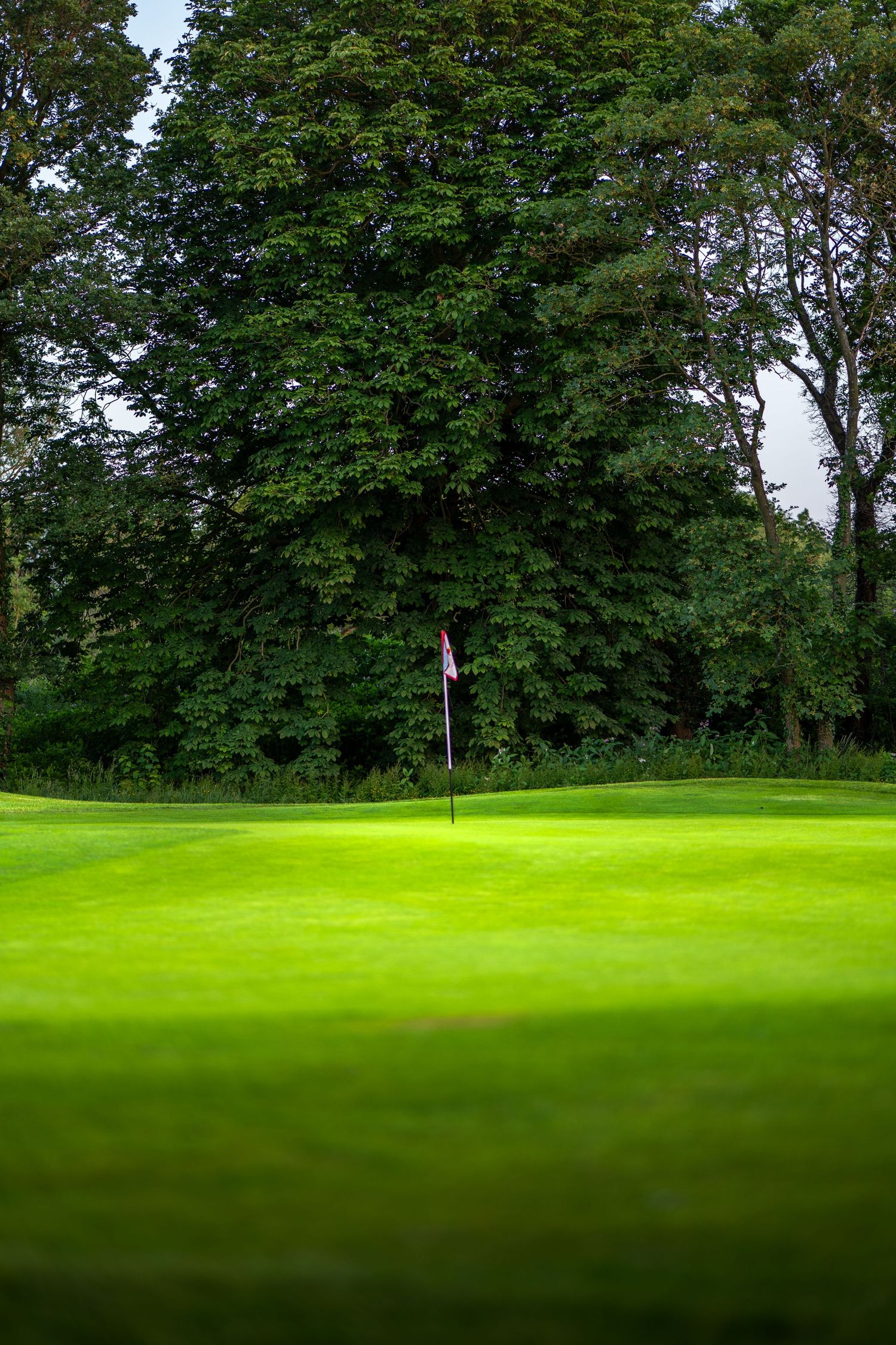 Lush green golf course putting green with a flag pin, surrounded by dense trees on a cloudy day.