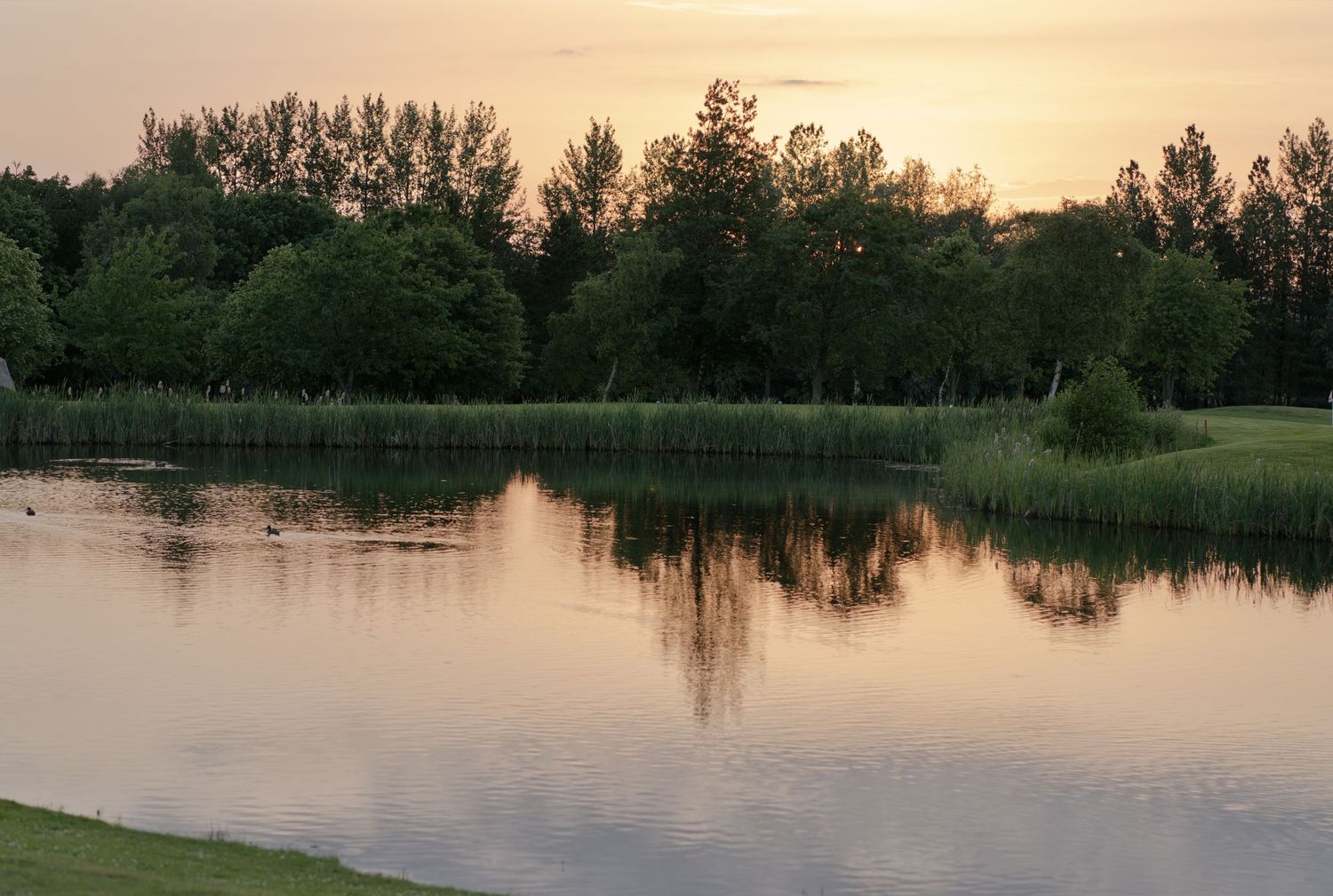 Serene lake reflecting green trees at golden sunset, peaceful nature landscape with calm water and lush foliage.