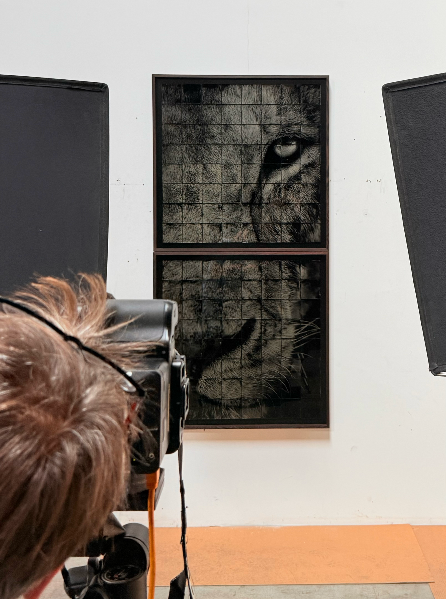 Reproduction photographique d’un collodion représentant un lion — Chroma & Muséa