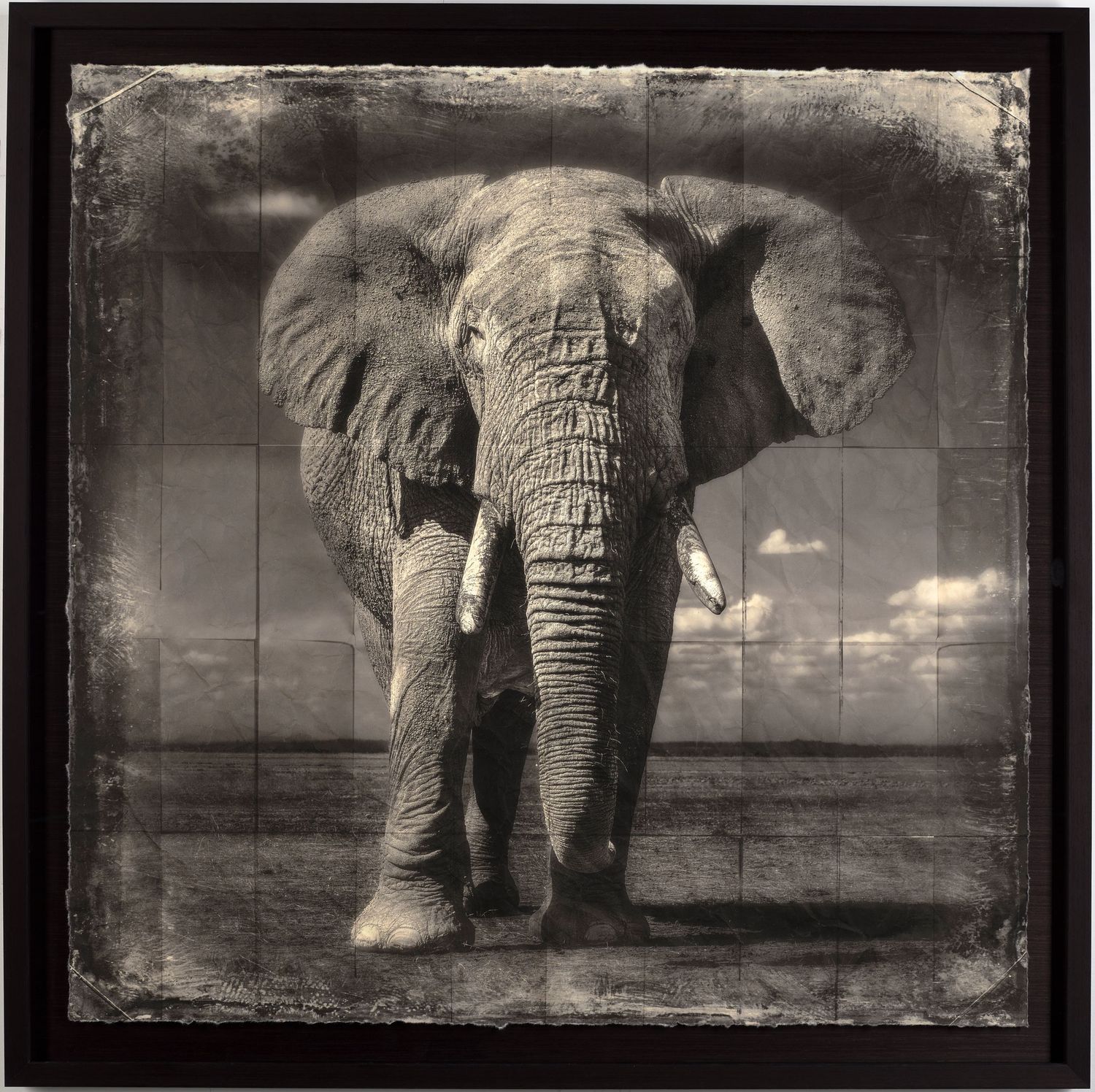 Reproduction photographique d’un collodion représentant un éléphant — Chroma & Muséa