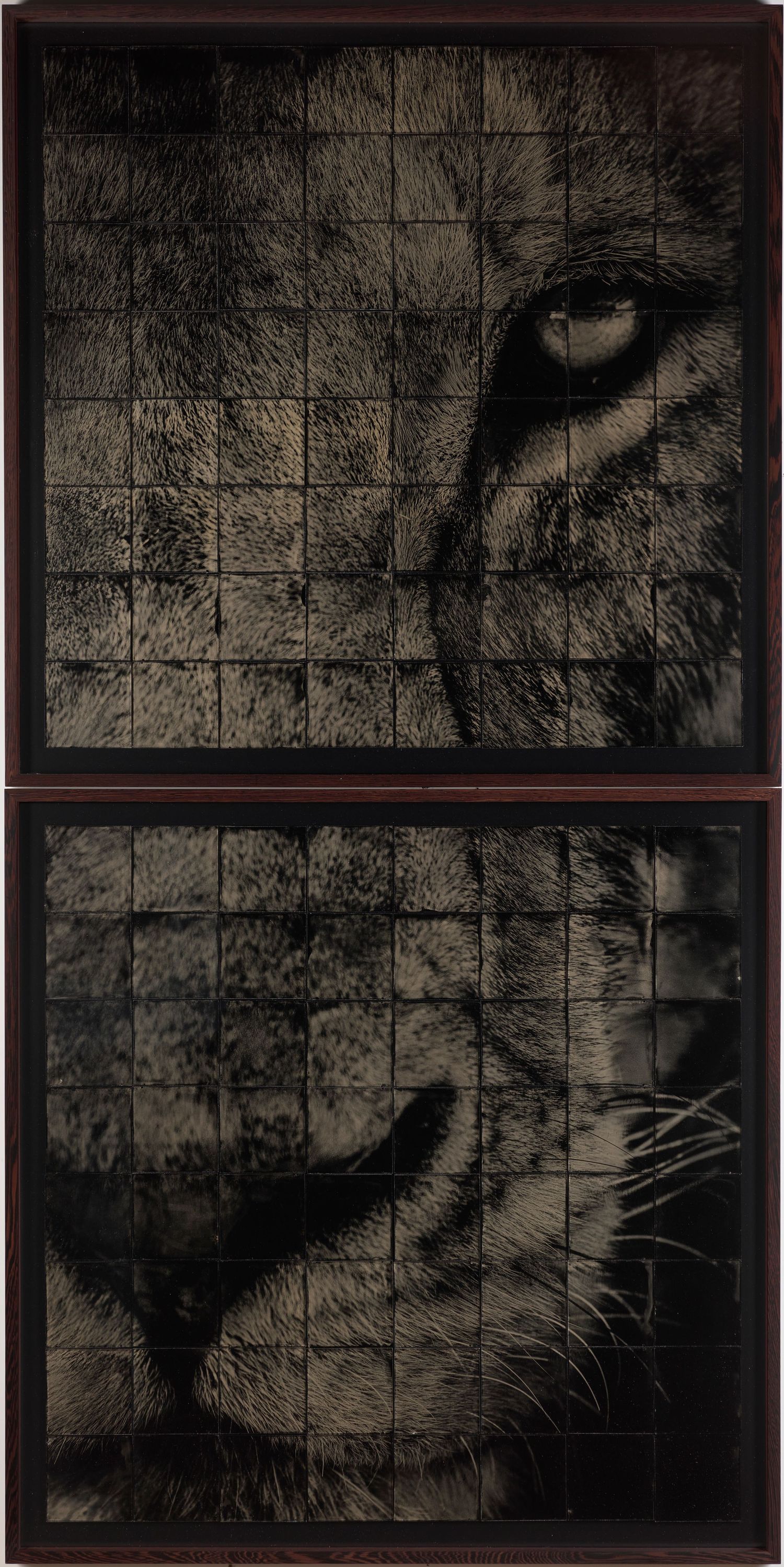 Reproduction photographique d’un collodion représentant un lion — Chroma & Muséa