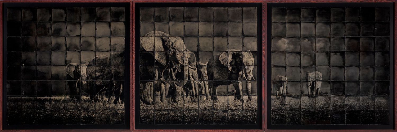 Reproduction photographique d’un collodion représentant des éléphants — Chroma & Muséa