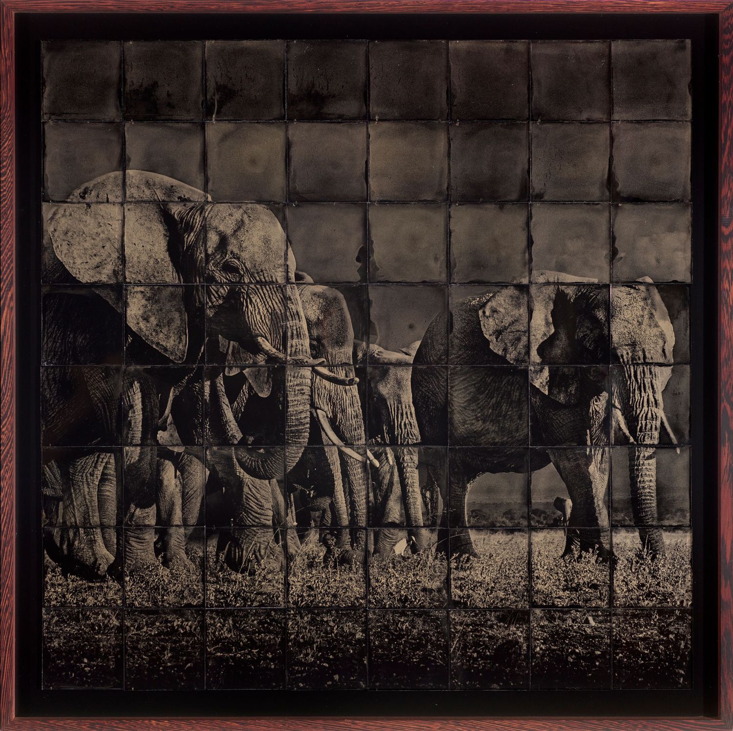 Reproduction photographique d’un collodion représentant des éléphants — Chroma & Muséa