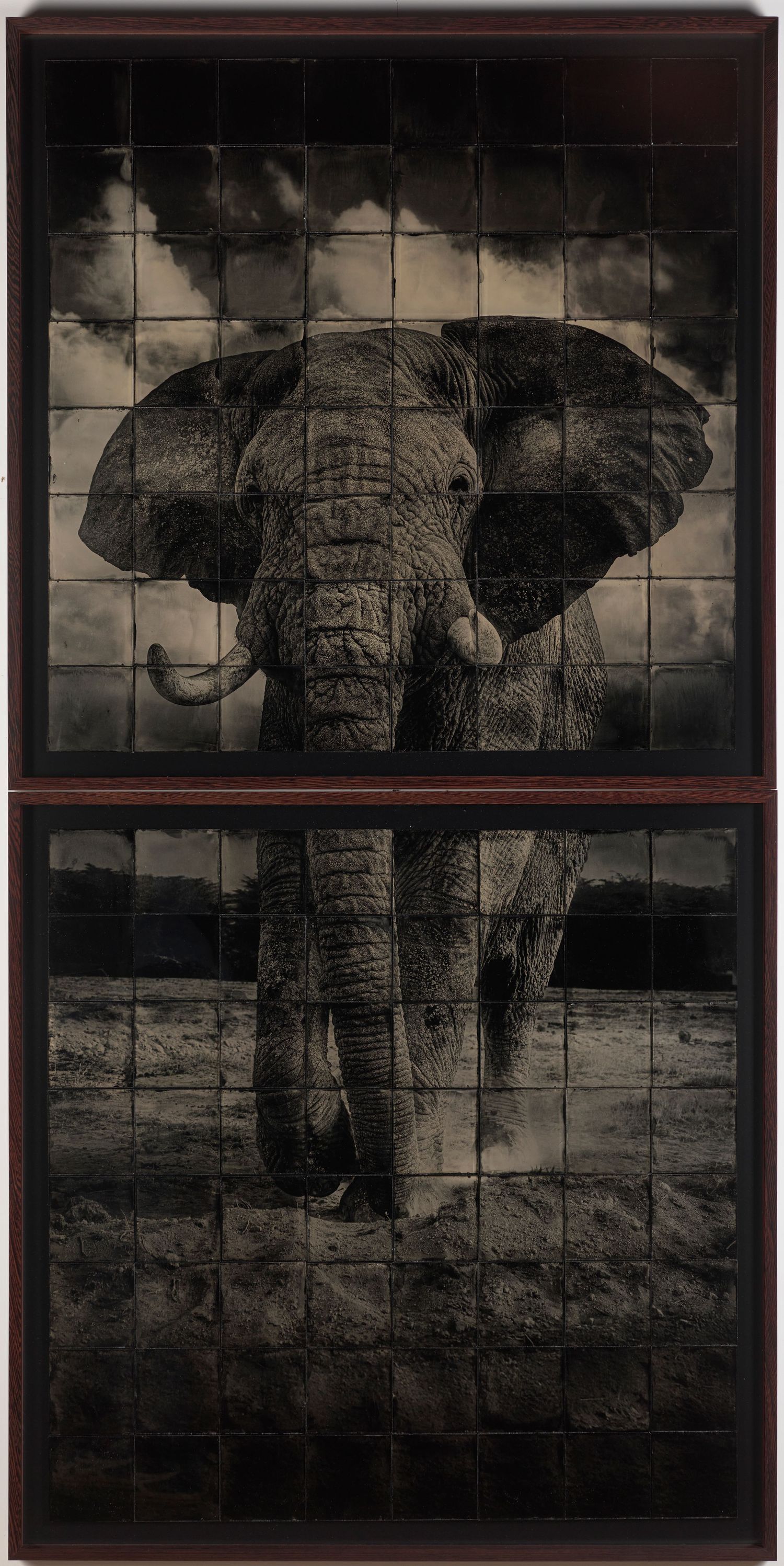 Reproduction photographique d’un collodion représentant un éléphant — Chroma & Muséa