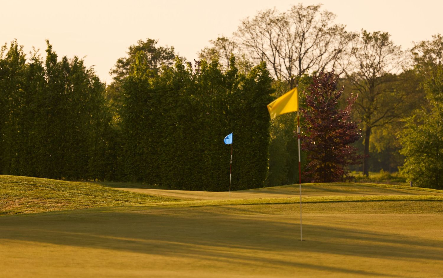 A yellow golf flag on a well-manicured green at golden hour, framed by tall hedges and mature trees.