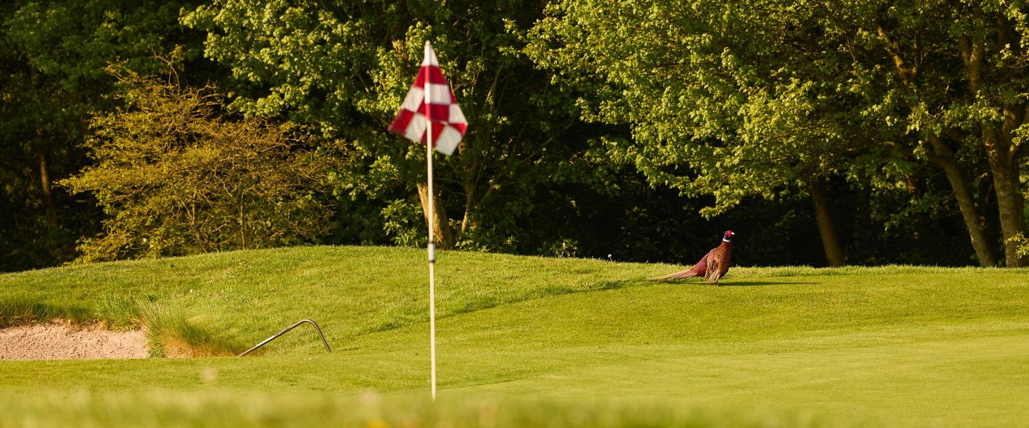 Golf course putting green with red and white striped flag, surrounded by lush trees and sand bunker.