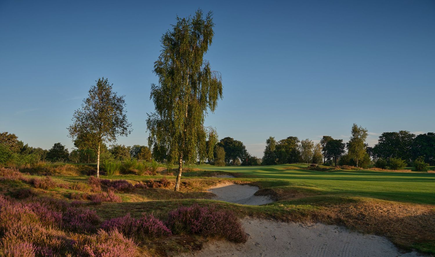 Golf course with purple heather, white sand bunker, birch trees, and clear blue sky in warm sunlight.