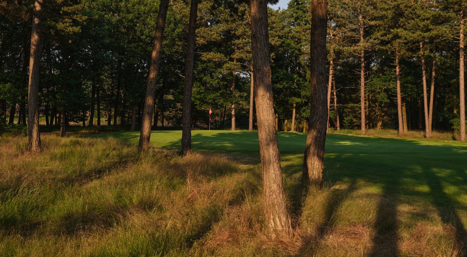 Golden sunlight casts long shadows through pine trees across a woodland golf course fairway.