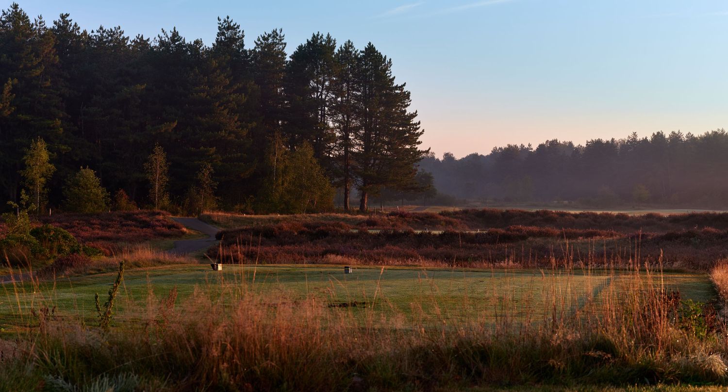 Heathland golf course at sunrise with golden light illuminating wild grasses and pine trees in morning mist.