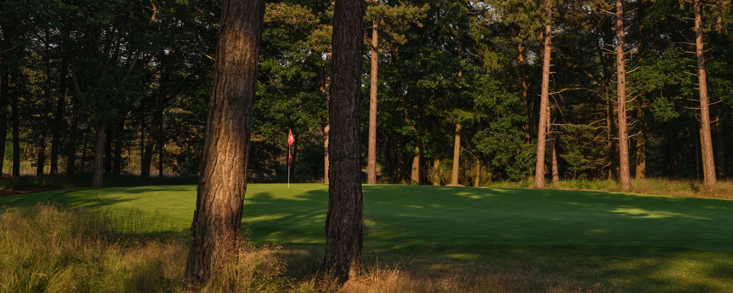 Sunlight filters through tall pine trees illuminating a golf course green with a red flag.