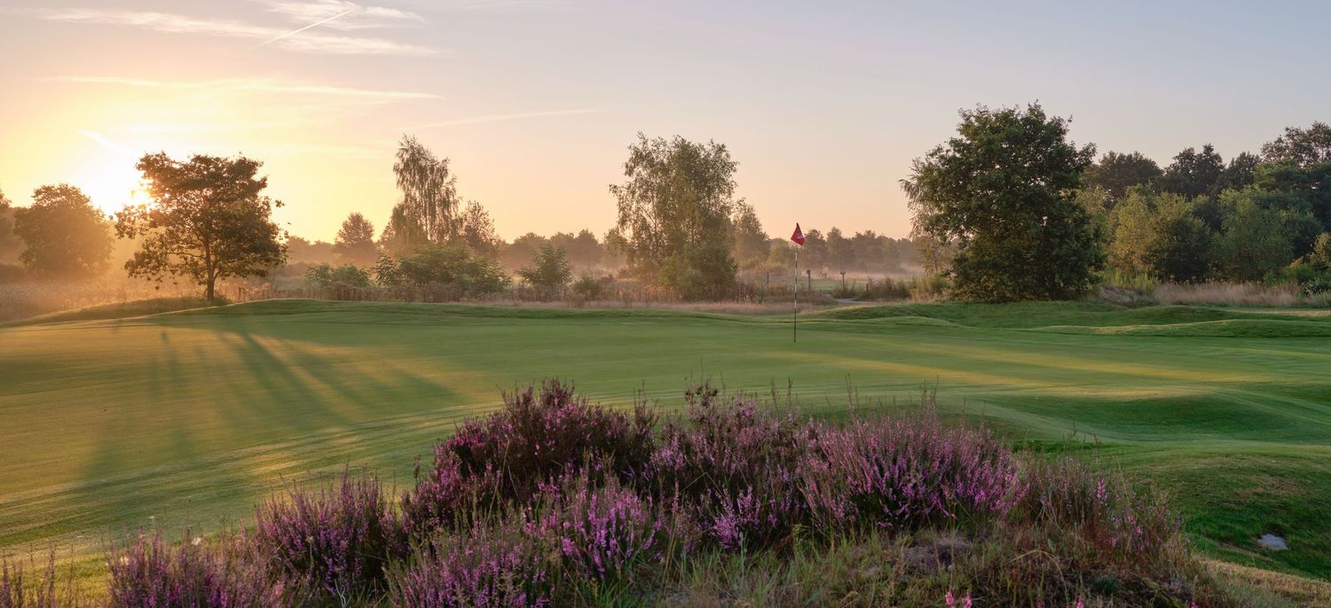 Golf course at sunrise with purple heather in foreground, misty fairway, and warm golden light through trees.