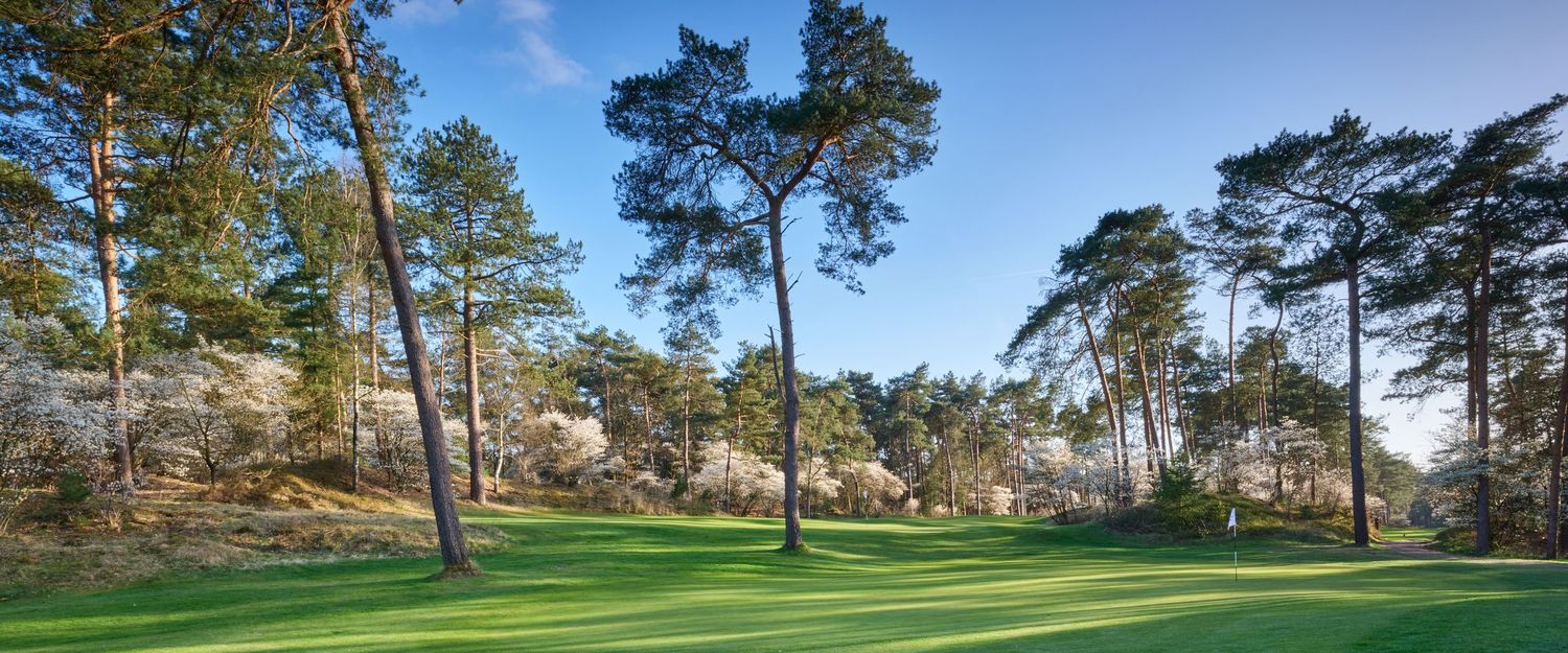 Tall pine trees and white flowering trees line a bright green golf fairway on a sunny day.