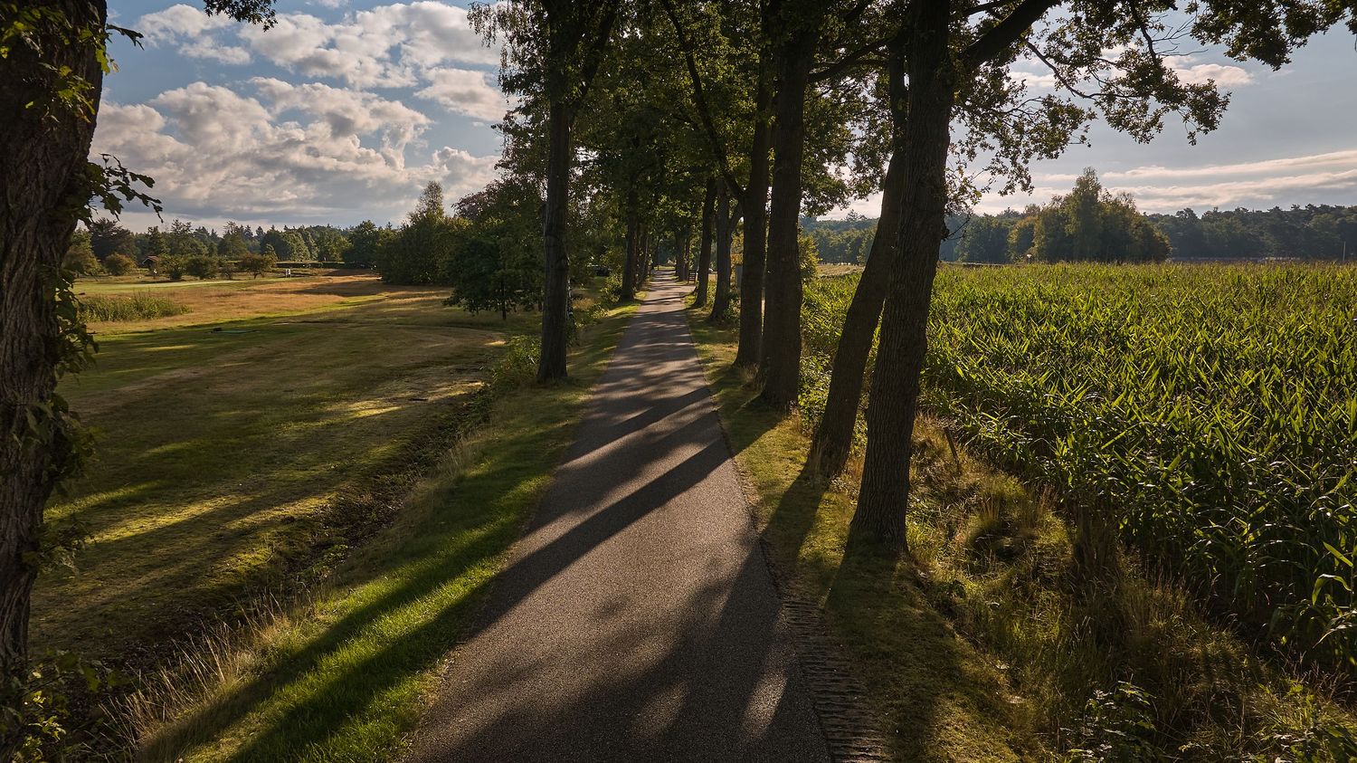 Sun-drenched tree-lined golf course path casting long shadows across the fairway beside a green cornfield in summer.