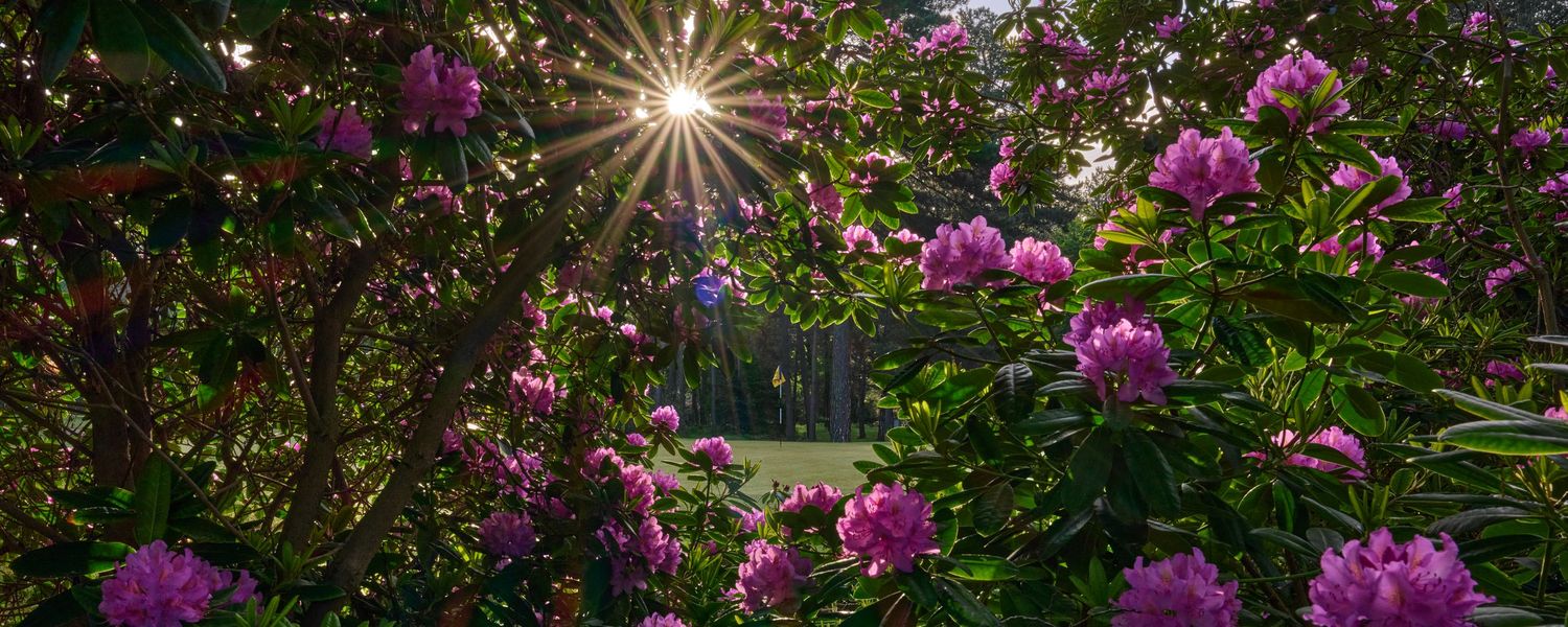 Vibrant pink rhododendron bushes in full bloom with sunburst rays shining through lush green foliage.