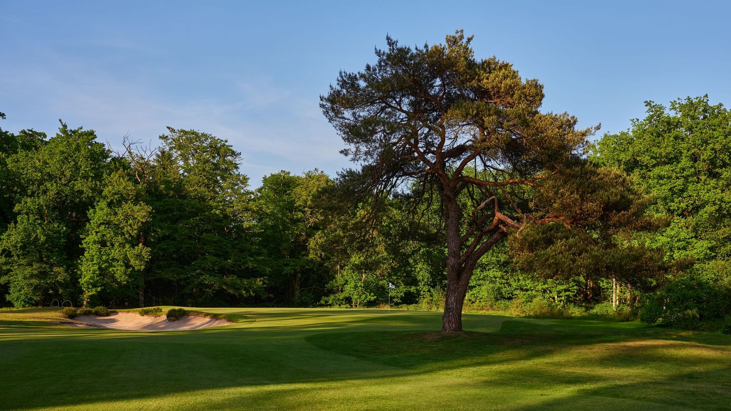 Golf course green with sand bunker beside a large mature pine tree in lush summer surroundings.