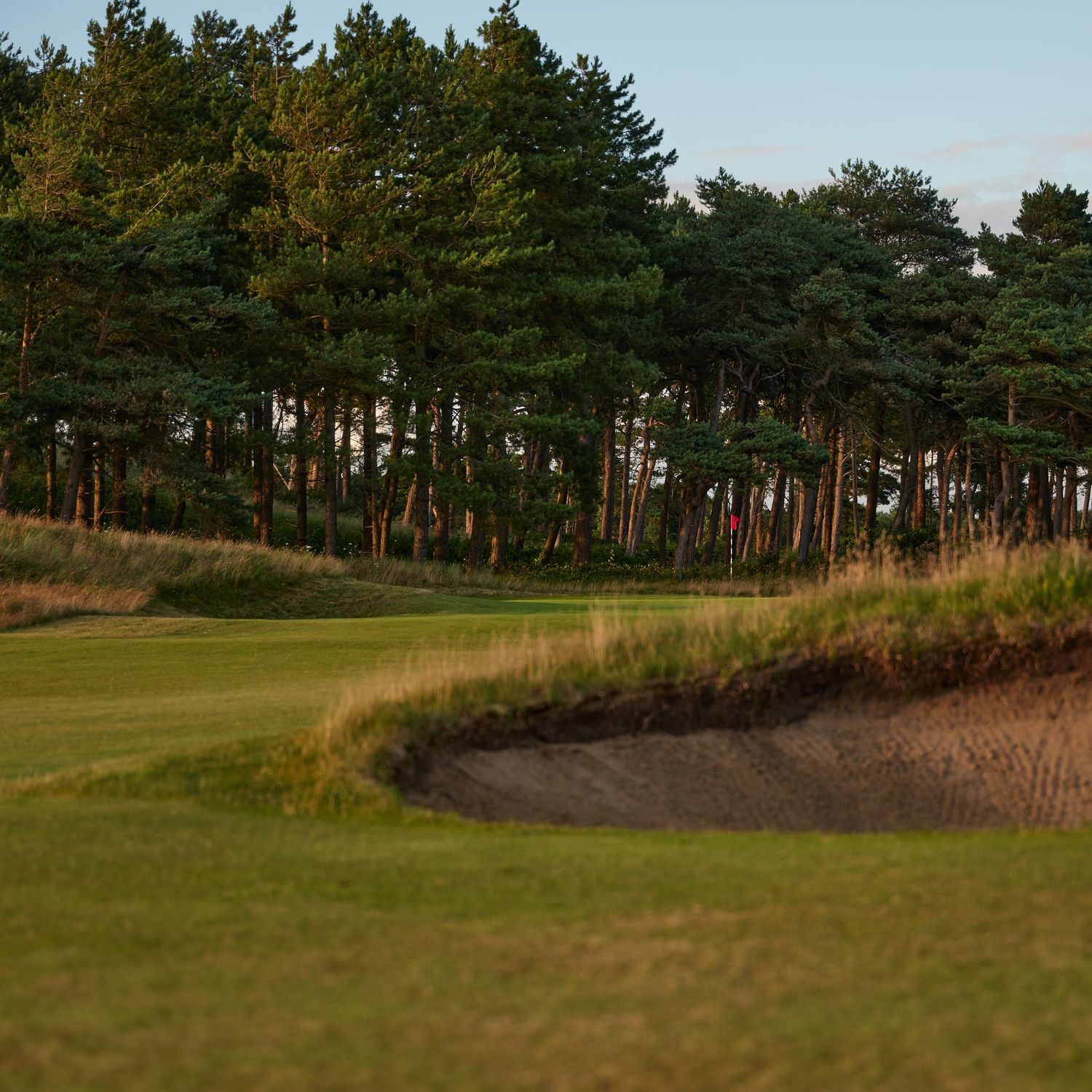 Golf course fairway with large sand bunker and tall pine trees in background during golden hour lighting.