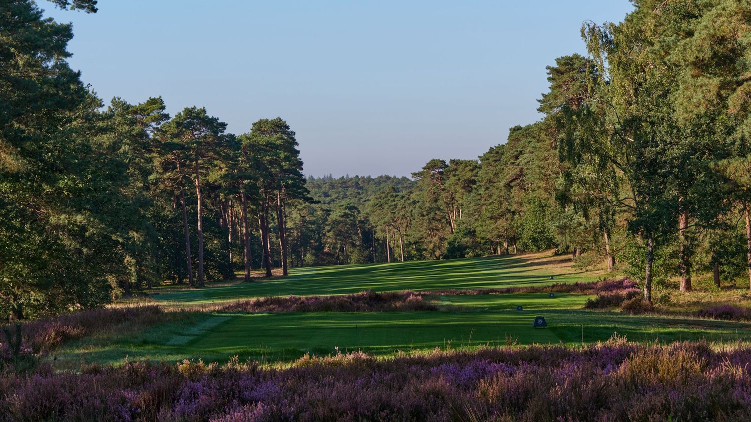 Heathland golf course fairway lined with purple heather and pine trees glowing in warm golden hour light.